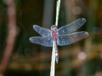 Große Moosjungfer Libelle Männchen